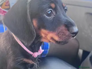 Miniature Dachshund dogs Two gorgeous girls left. Ready now - Advert 1