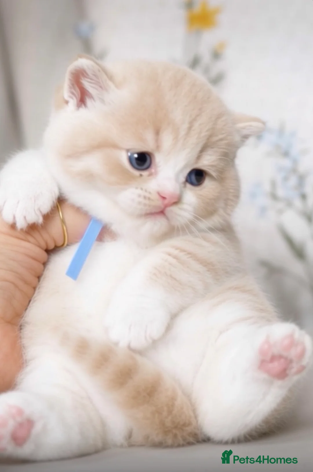 British Shorthair cats for sale: 🐾Ready to go 23rd June   - Advert 2