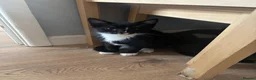 Mixed Breed cats for sale: 7 beautiful kittens looking for their forever home - Advert 5