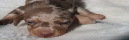 Miniature Dachshund dogs for sale: Miniature Dachshund Puppies - Advert 3