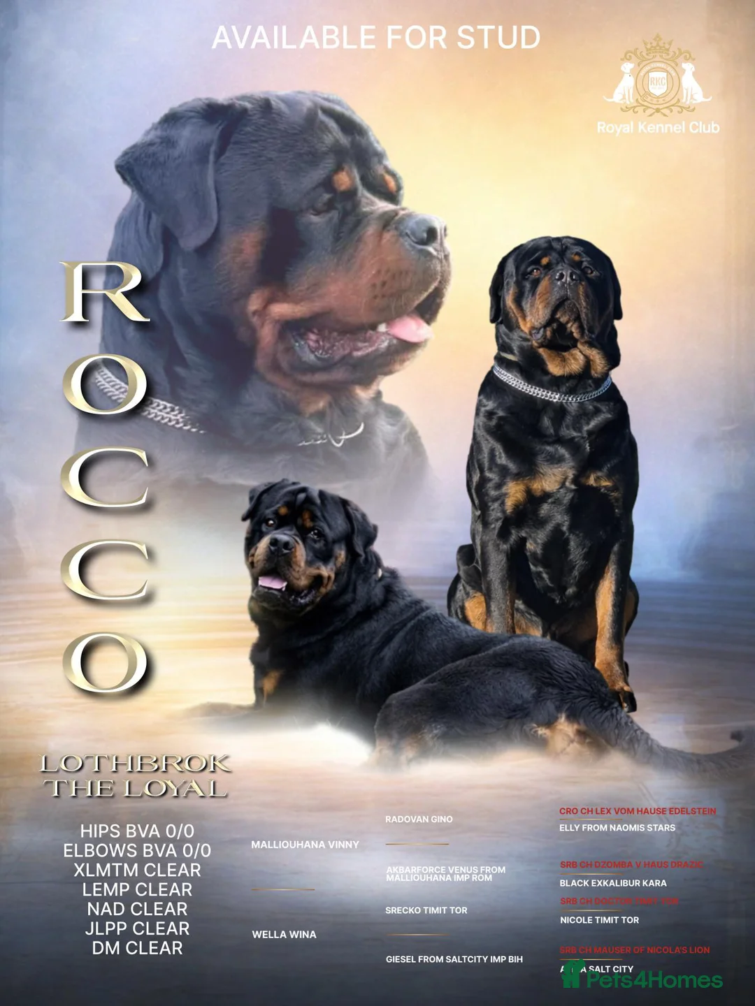 Rottweiler dogs for stud: HEALTH TESTED KC ROTTWEILER STUD 0/0 HIPS & ELBOWS - Advert 2