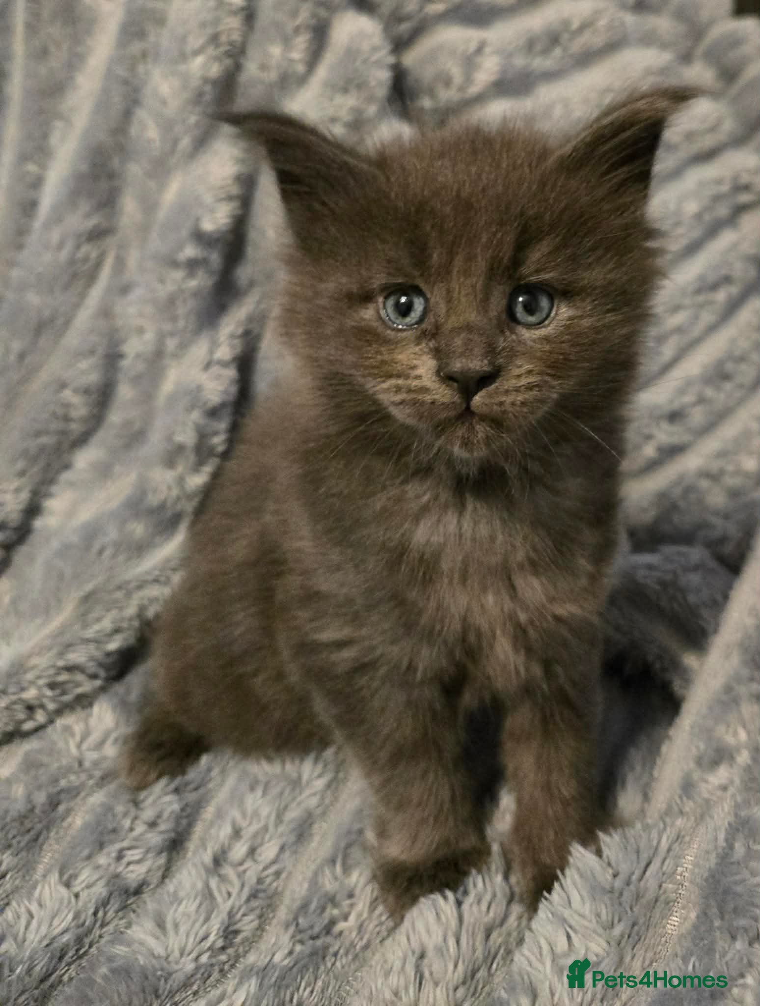 Maine Coon cats 4 Maine Coons girls. - Advert 6