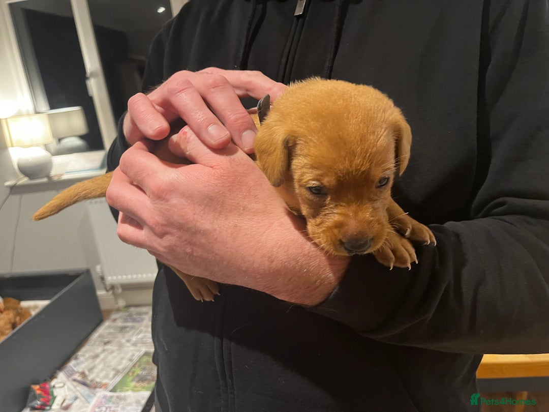 Labrador Retriever dogs for sale: Beautiful fox red puppies  - Advert 21