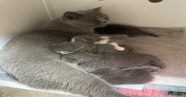 British Shorthair cats - Advert 8