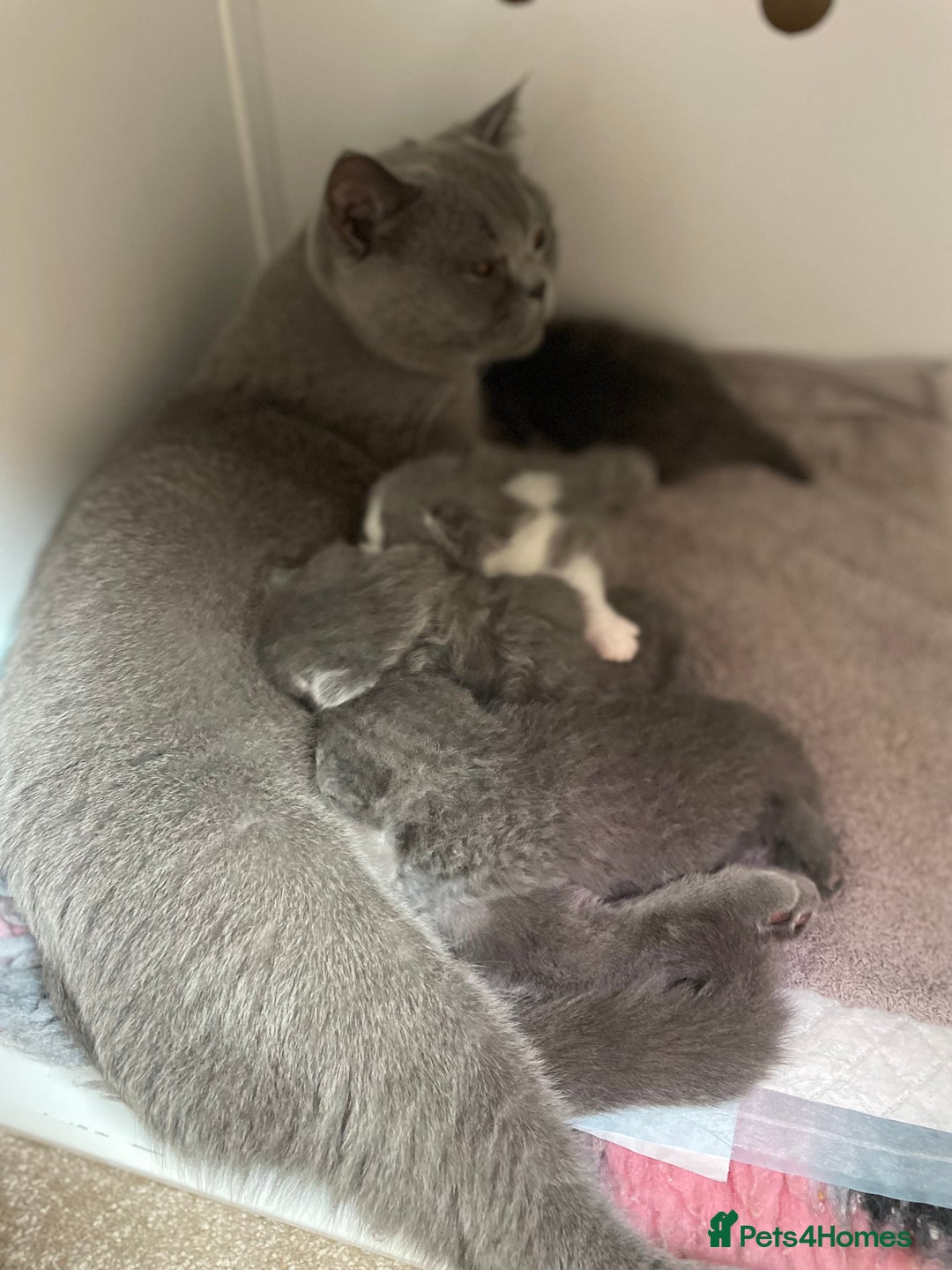 British Shorthair cats for sale: Champion Bloodline British Shorthair Kittens  - Image 2