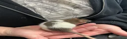 Rat rodents for sale: Baby rats - Advert 14