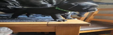 Cane Corso 1
