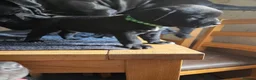 Cane Corso dogs for sale: 8 Beautiful Cane Corso Pups - Advert 17