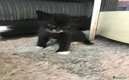 Turkish Angora cats for sale: Turkish angora cross bengal x tabby - Image 3