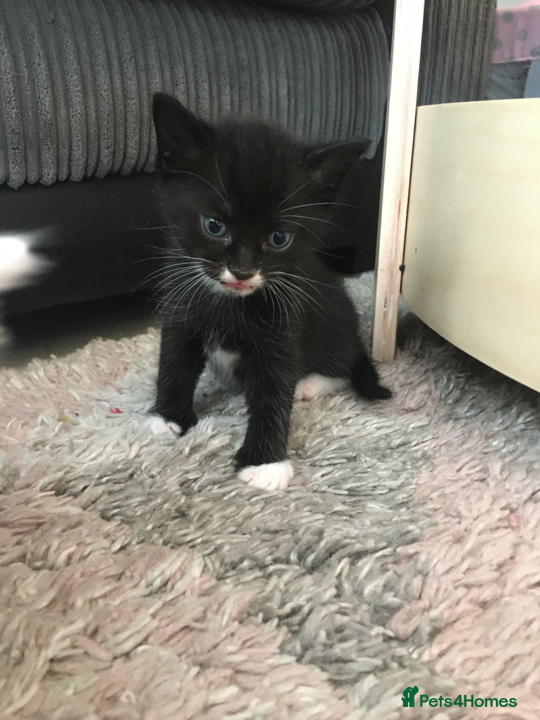 Turkish Angora cats for sale: Turkish angora cross bengal x tabby - Image 3