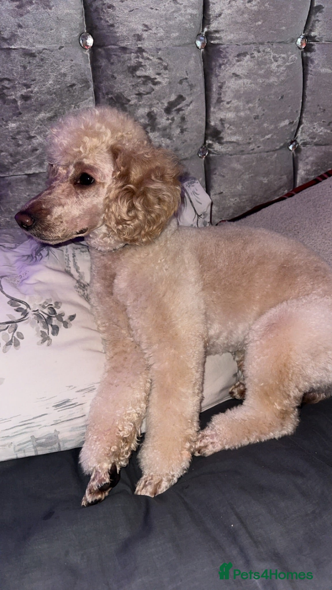 Toy Poodle dogs Lovely Apricot Boy for Stud - Advert 7