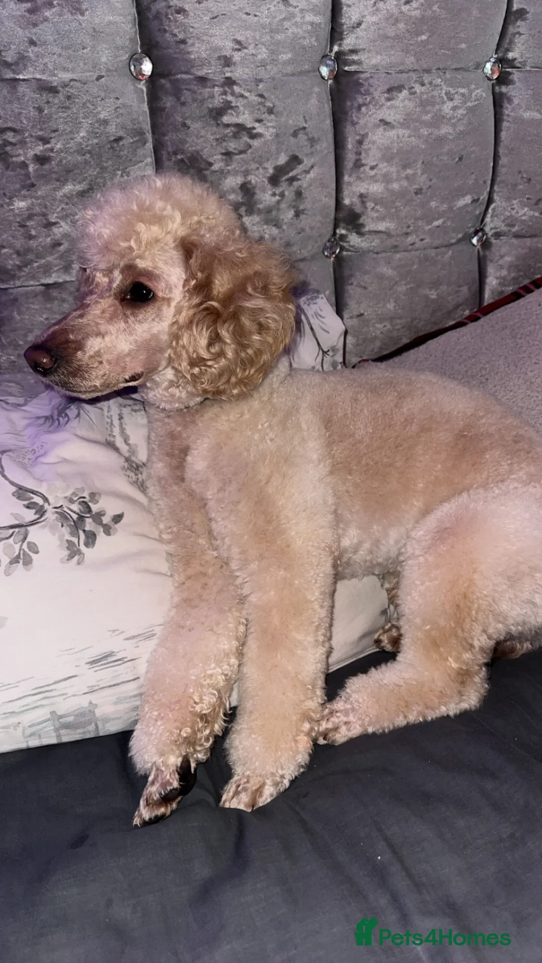 Toy Poodle dogs for stud: Lovely Apricot Boy for Stud - Advert 1