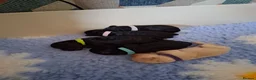 Toy Poodle dogs for sale: Gorgeous Toy Poodle Pups - Advert 12