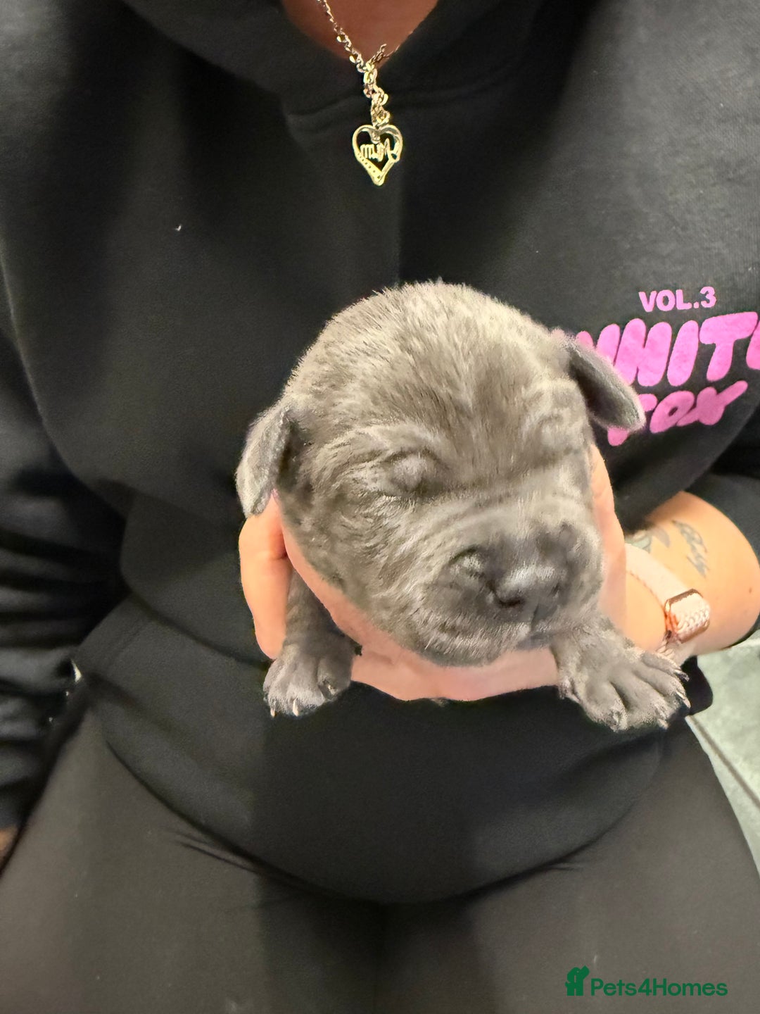 Staffordshire Bull Terrier dogs for sale: Blue Staffordshire bull terrier staffy  - Advert 7