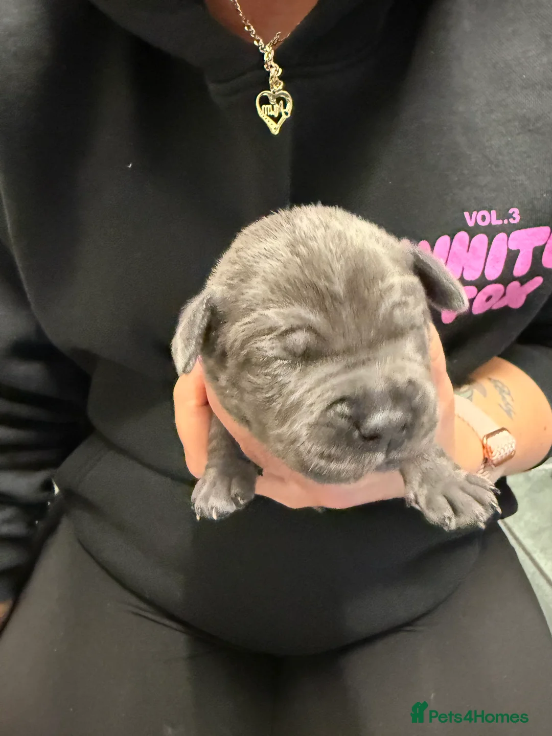 Staffordshire Bull Terrier dogs for sale: 1 female  Blue Staffordshire bull terrier staffy - Advert 15