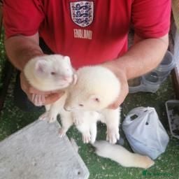 Ferret rodents ferret - Advert 1