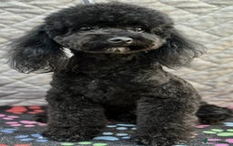 Miniature Poodle dogs for adoption: Bunny’s Story: From Cruelty to Cuddles - Image 1