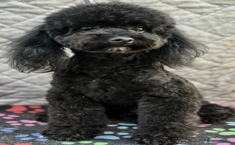 Miniature Poodle dogs - Advert 1