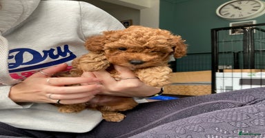 Cockapoo dogs - Advert 11