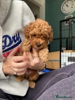 Cockapoo dogs - Advert 12