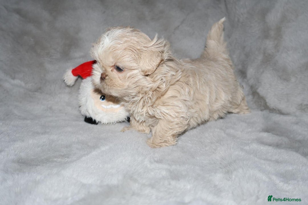 Shih Tzu dogs for sale: ✨️Exceptional Imperial Litter Ready Mid December✨️ - Advert 18