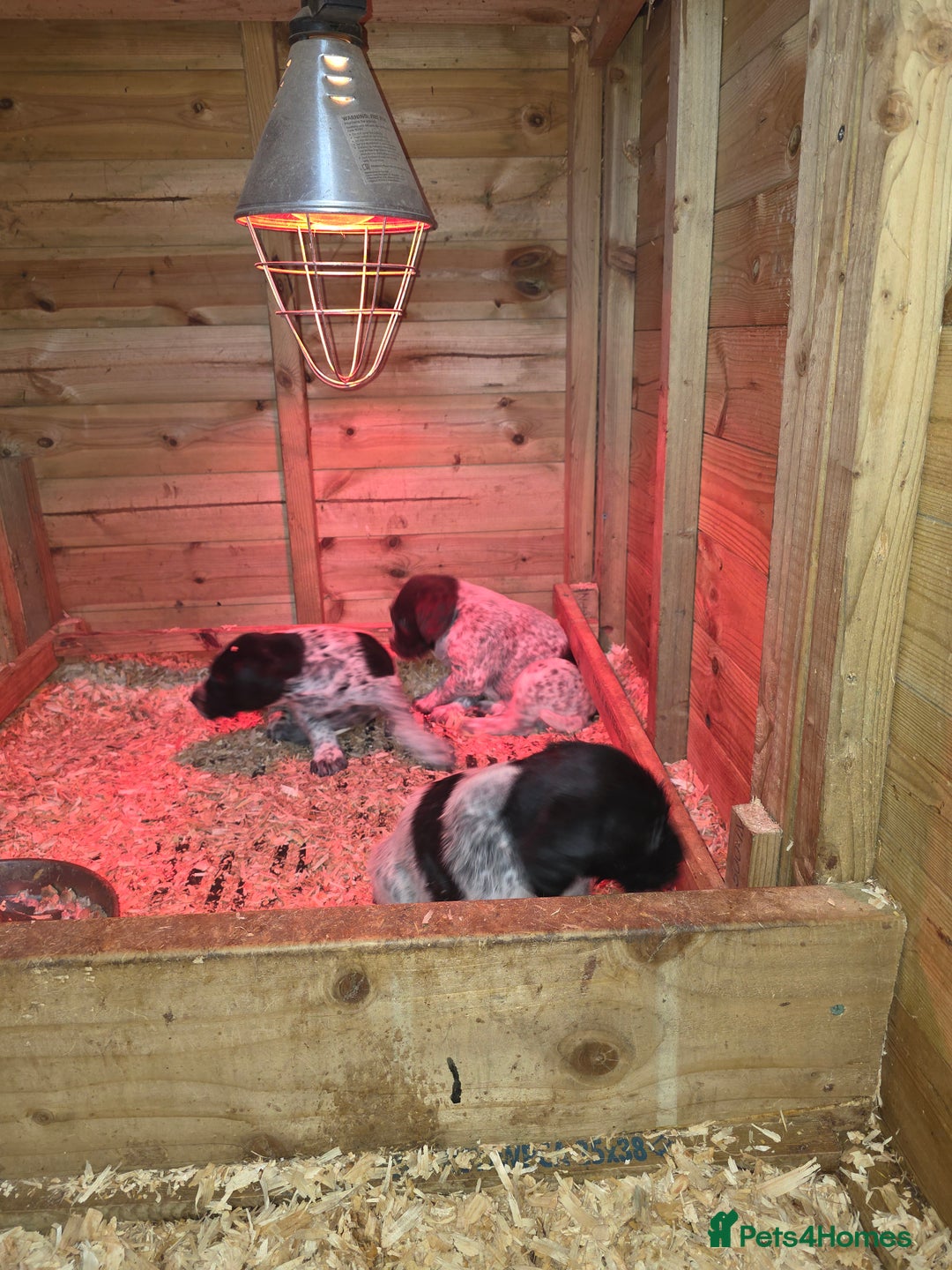 Mixed Breed dogs for sale: German pointer  - Advert 3