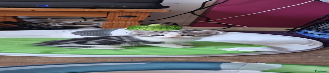 Loki