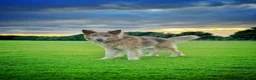 German Shepherd dogs for stud: Isabella german shepherd stud dog  - Advert 5