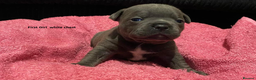 Staffordshire Bull Terrier dogs for sale: Beautiful little of 4 pups 2 girls 2 boys - Advert 4