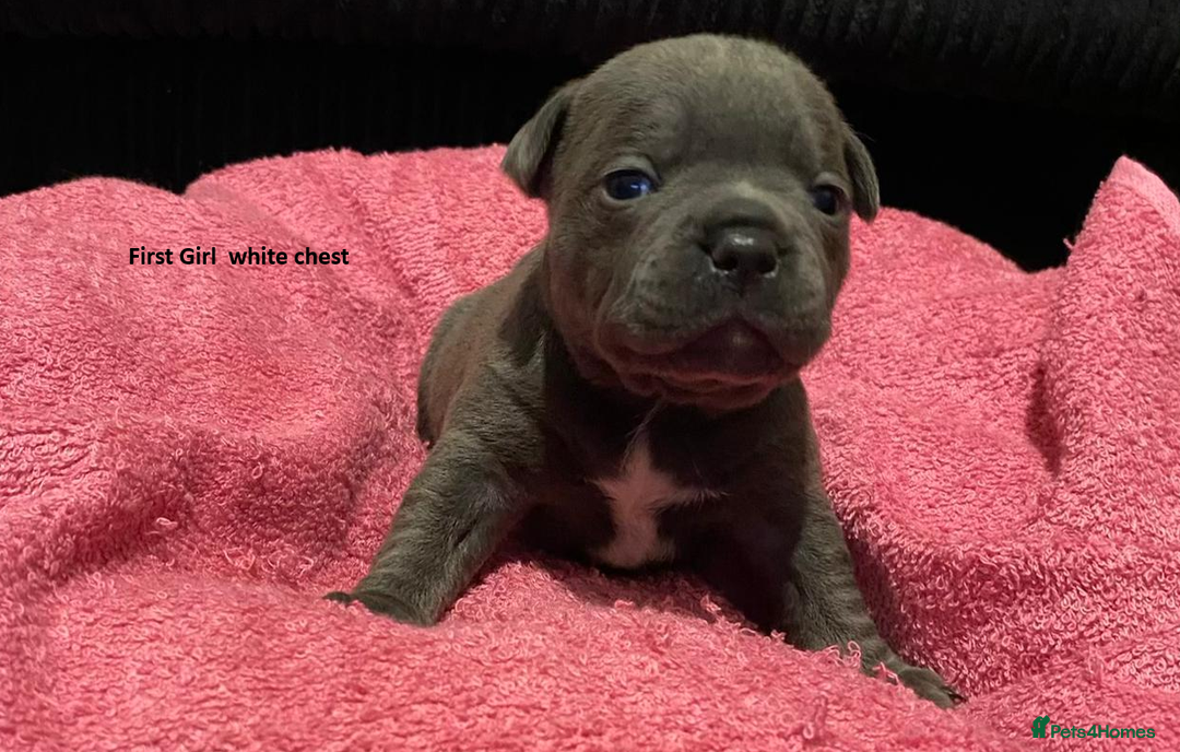 Staffordshire Bull Terrier dogs for sale: Beautiful little of 4 pups 2 girls 2 boys - Advert 4