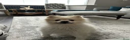 Pomeranian dogs for stud: Premium white Pomeranian stud - Advert 7