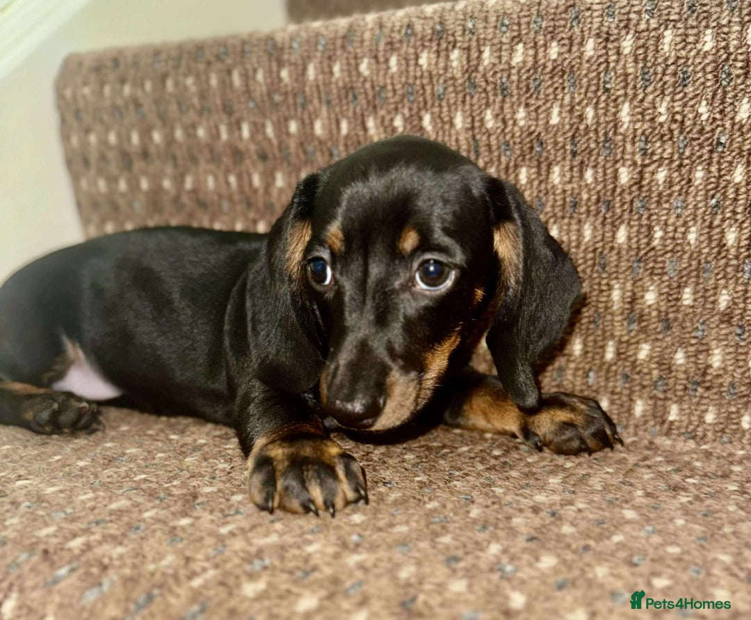 Dachshund dogs for sale: Beautiful dachshund babies  - Image 10