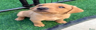 Labrador Retriever 1