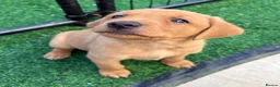 Labrador Retriever dogs for sale: STUNNING FOX RED PUPPIES - Advert 21