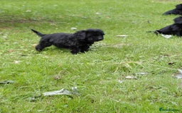 Cavapoo dogs for sale: Beautiful cavapoos  - Image 2