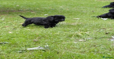 Cavapoo dogs - Advert 4
