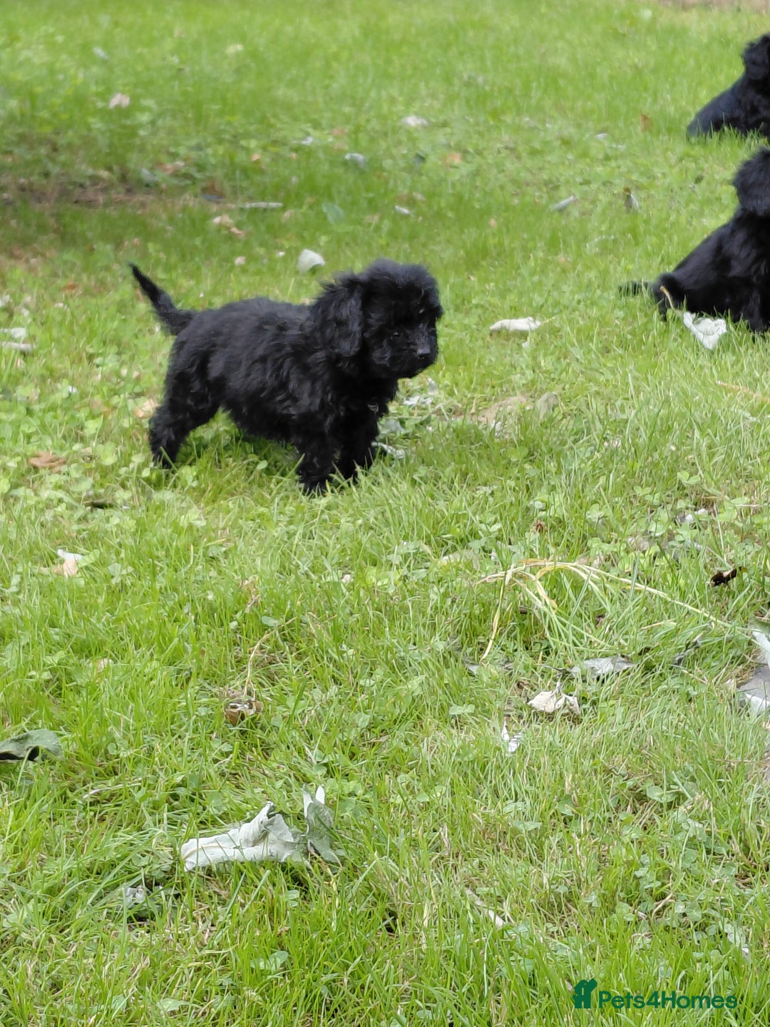Cavapoo dogs for sale: Beautiful cavapoos  - Image 2