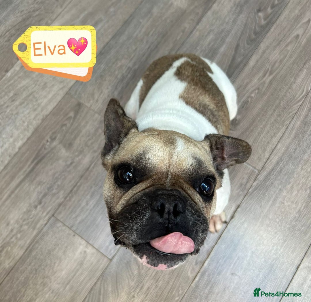 Mixed Breed dogs for adoption: 💖ELVA -a Sweet Frenchie Rescued From Starvation💖 - Advert 6
