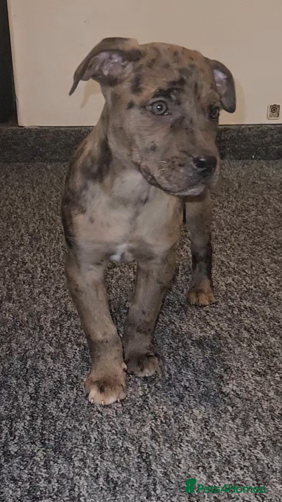 Mixed Breed dogs for sale: Presa Canario/Cane Corso Mollosser Dogs  - Advert 7
