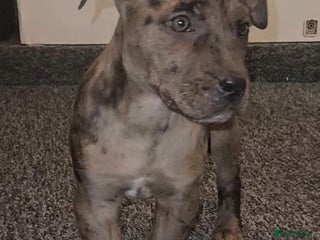 Mixed Breed dogs Presa Canario/Cane Corso Mollosser Dogs - Advert 7