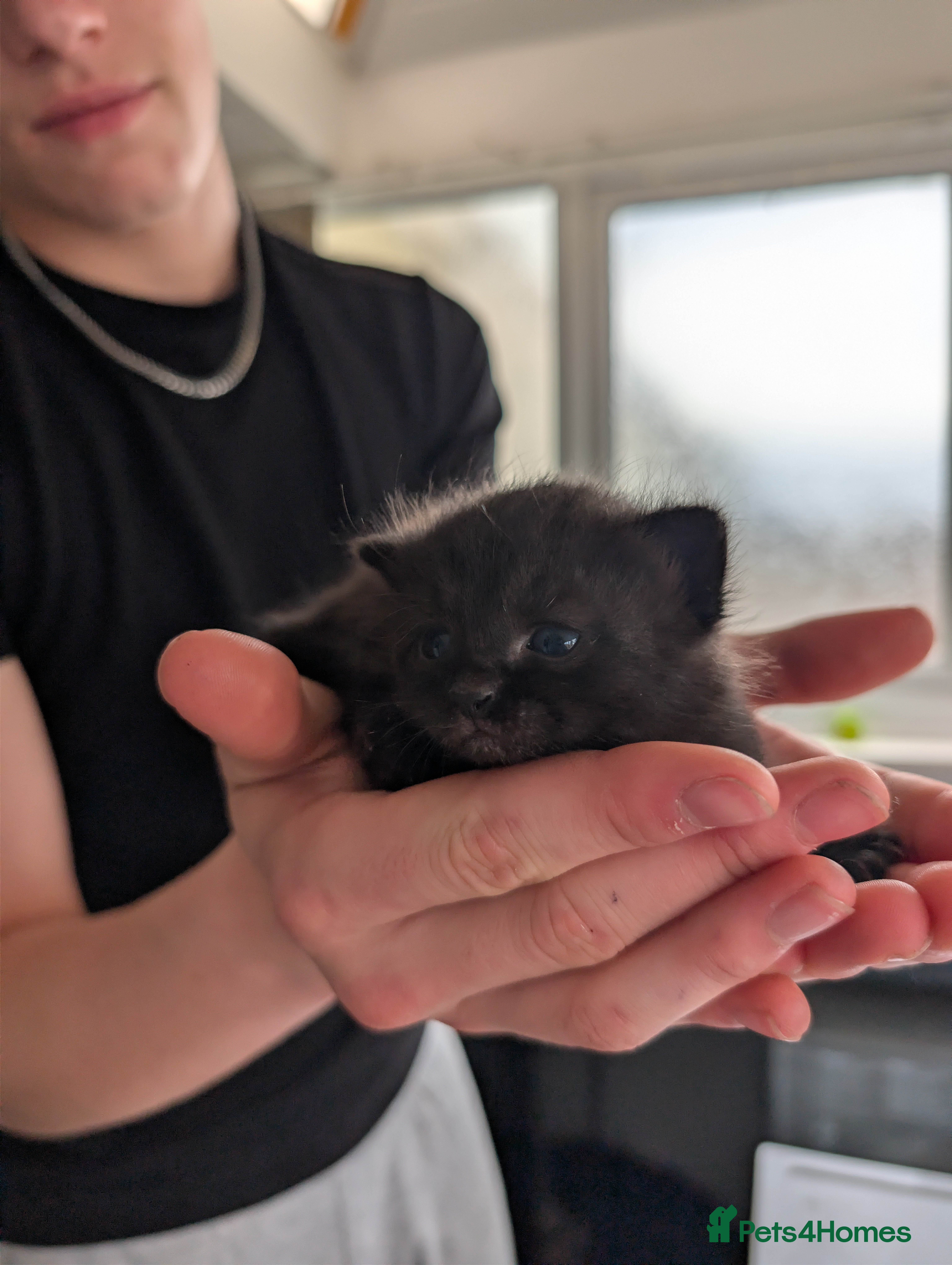 Mixed Breed cats Beautiful Chantilly-Tiffany x British Shorthair. - Advert 2
