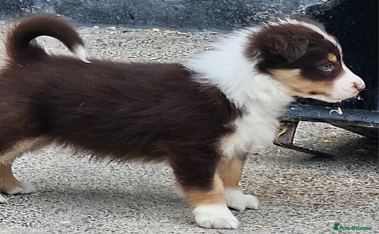 Border Collie dogs - Advert 7