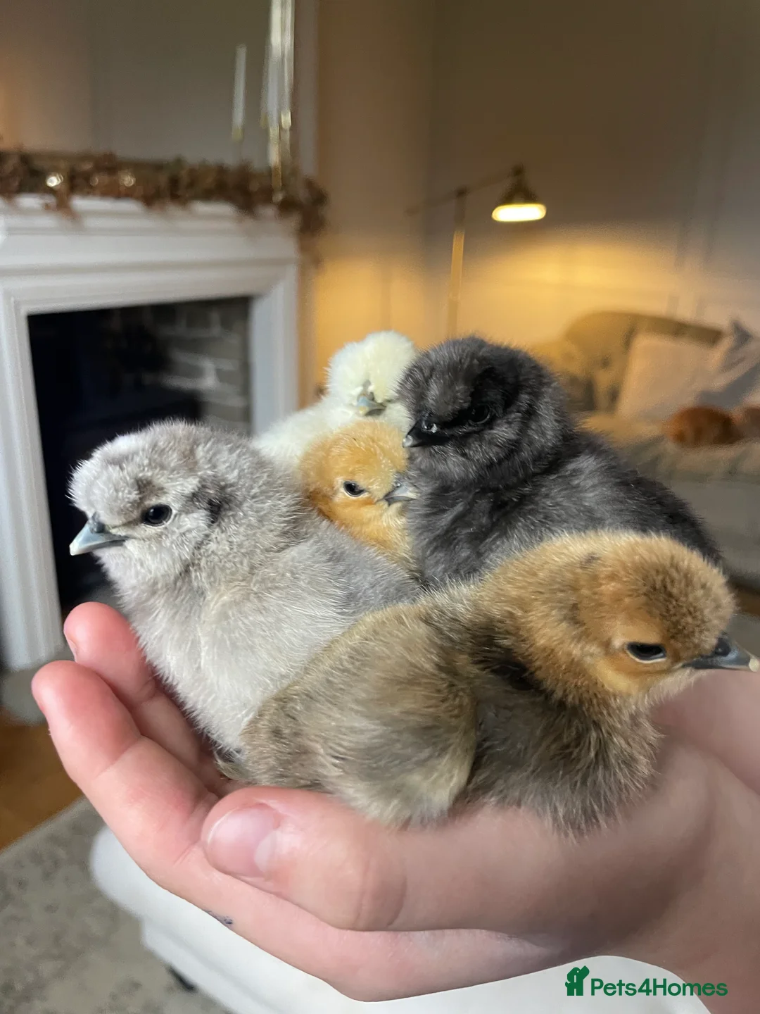 Chickens poultry for sale: 🤍Day old USA Silkies 🤍 - Advert 2