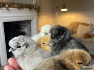 Chickens poultry 🤍Day old USA Silkies 🤍 - Advert 1