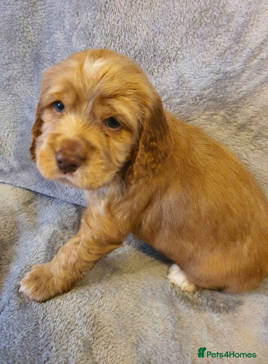 Cocker Spaniel dogs for sale: Litter of gorgeous cocker spaniel puppies  - Advert 35