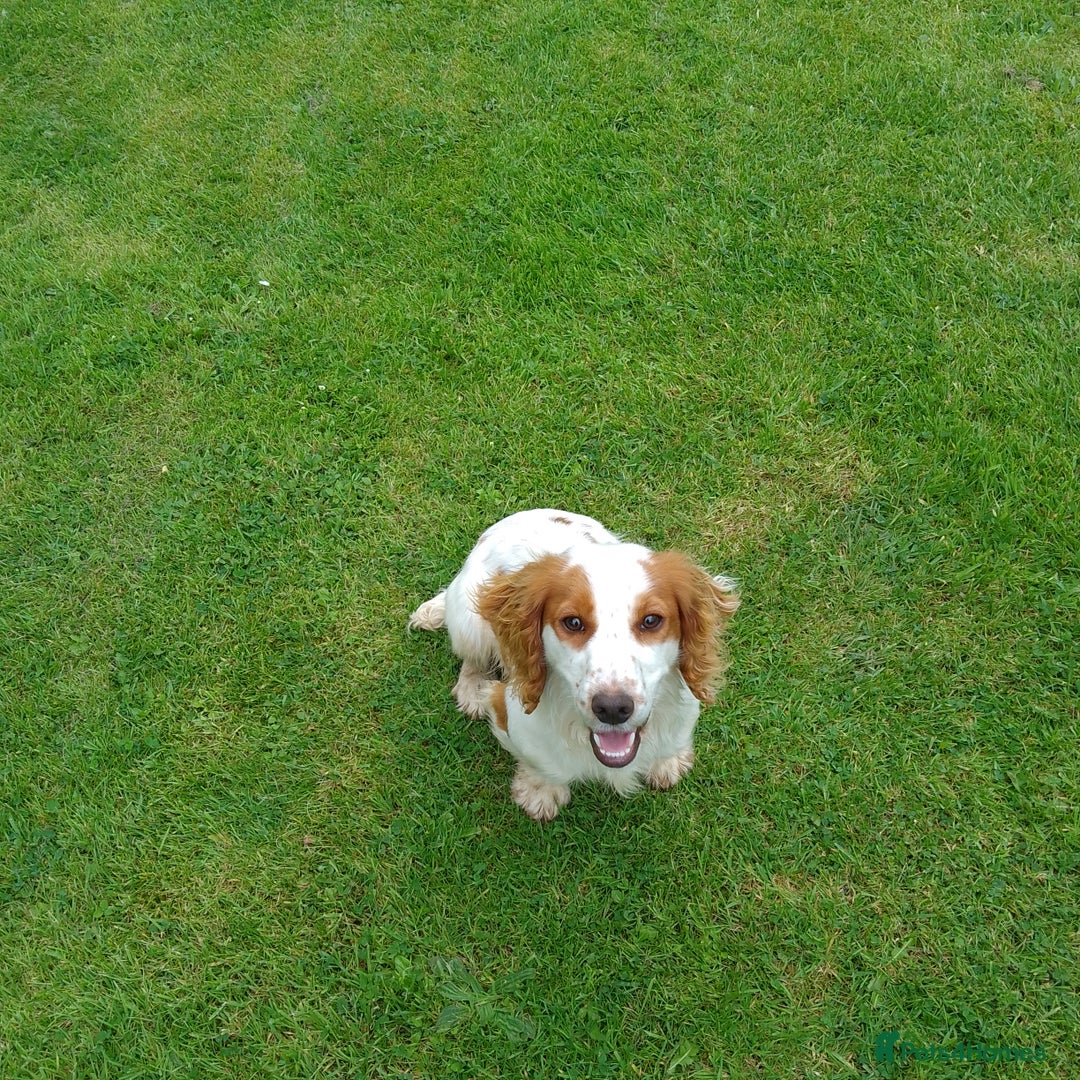Cocker Spaniel dogs for stud: Lemon and White Cocker Spaniel For Stud - Advert 3