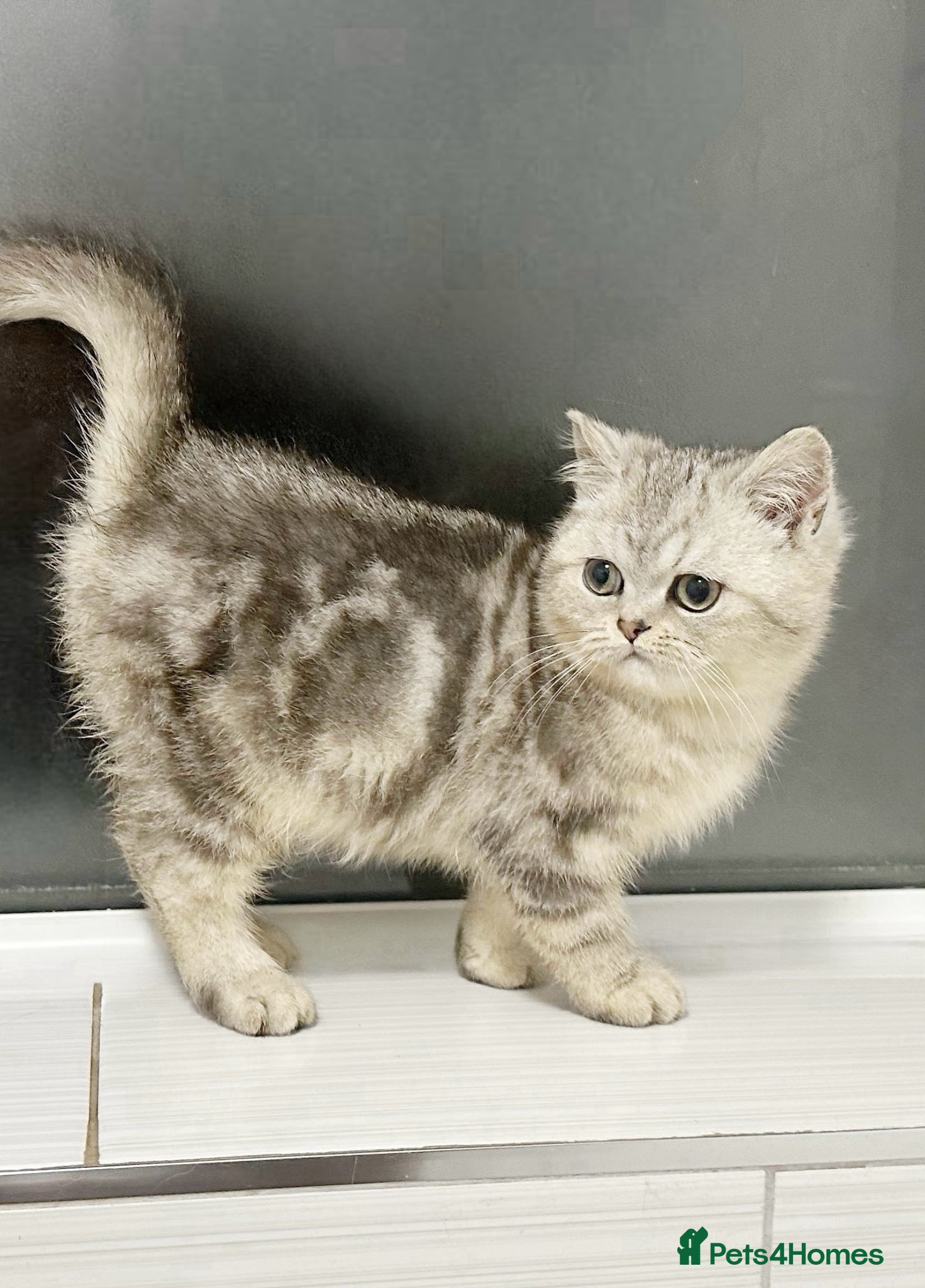 Scottish Fold cats LAST ONE 🩶SILVER SCOTTISH STRAIGHT BOY 🩶🤍  - Advert 17