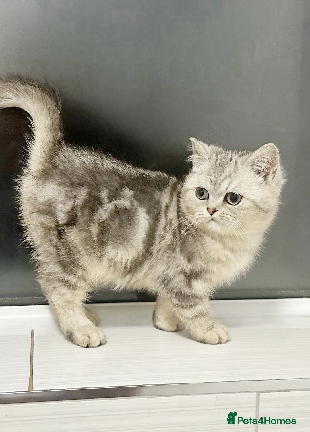 Scottish Fold cats for sale: RESERVED - Advert 1