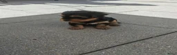 Yorkshire Terrier dogs for sale: Beautiful Yorkshire Terrier Puppies  in Downpatrick - Advert 16