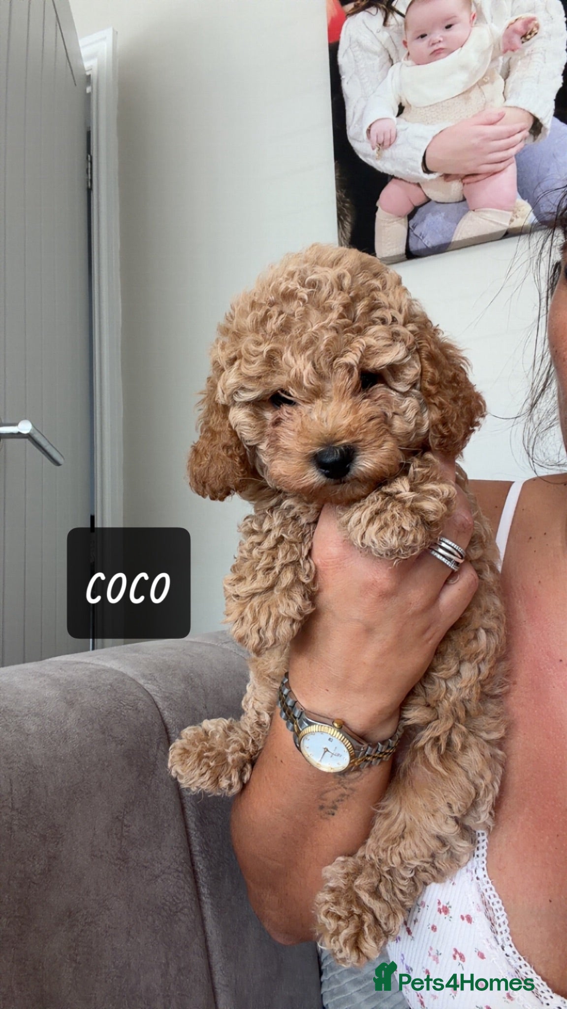 Toy Poodle dogs Last little Toy Poodle Puppy  🐾 - Advert 17